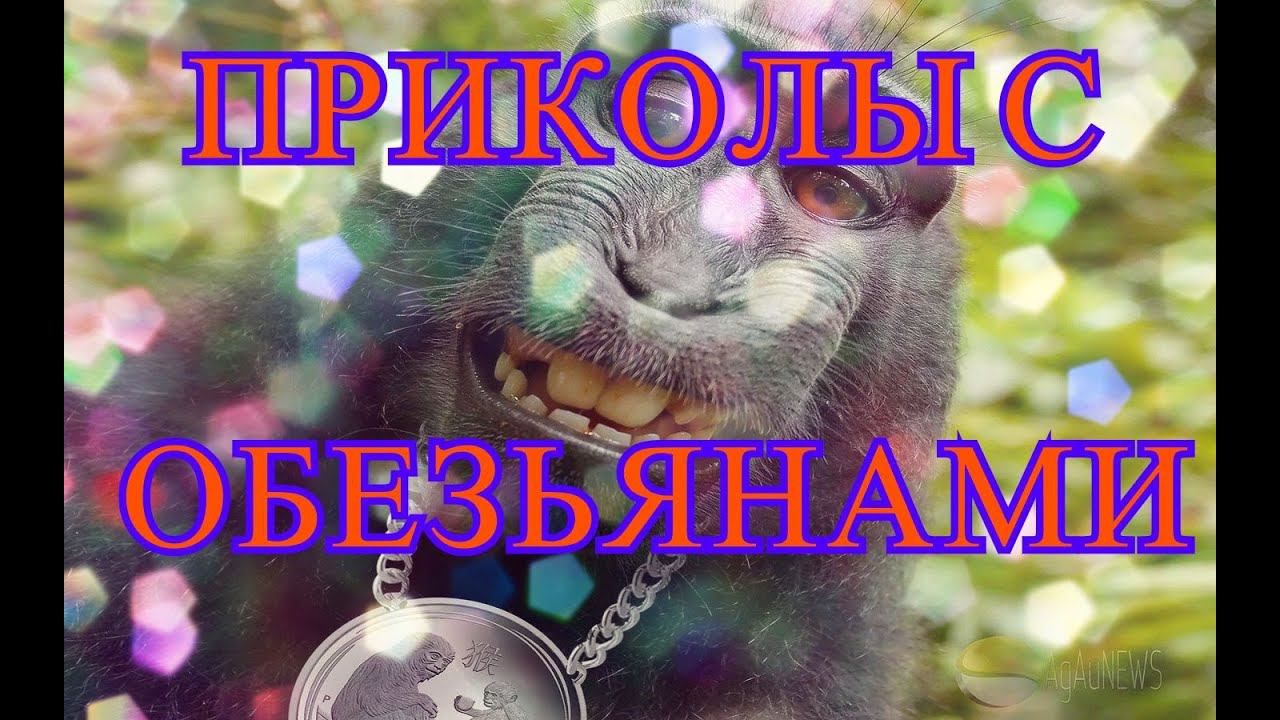 Приколы с обезьянами смотреть онлайн