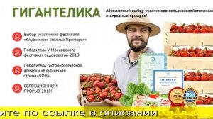 Клубника Альфа Гигантелика