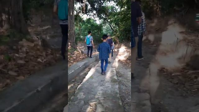 Seed dispersal in Jungle to propagate Jamun Trees (Syzygium cumini). смотреть онлайн