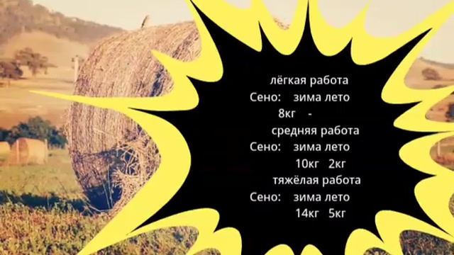 Как правильно кормить лошадей,порции,нормы смотреть онлайн