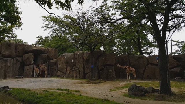 Philadelphia ZOO / Зоопарк в Филадельфии / American Dream смотреть онлайн