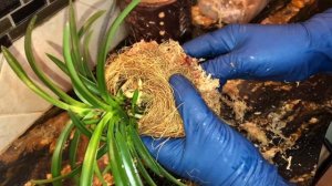 Как посадить и ухаживать за неофитетией. Neofinetia falcata уход, посадка. Я - почти самурай ❤️?