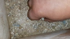 Сколько птенцов вылупится у пары попугаев. Разведение волнистых попугаев. Вылупление птенцов.