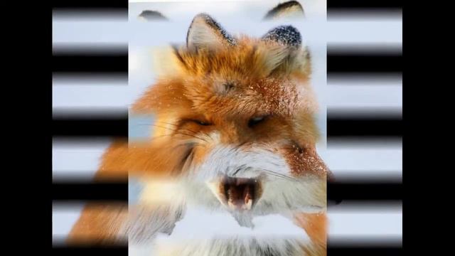 Хитрая лиса слайд шоу. смотреть онлайн