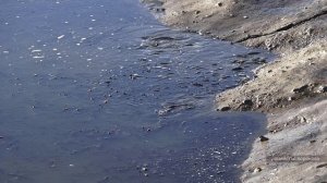 Много рыбы в спущенном большом пруду