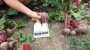 Кардиал F1 Свекла столовая против Водан F1, один із найякісніших столових буряків в Україні