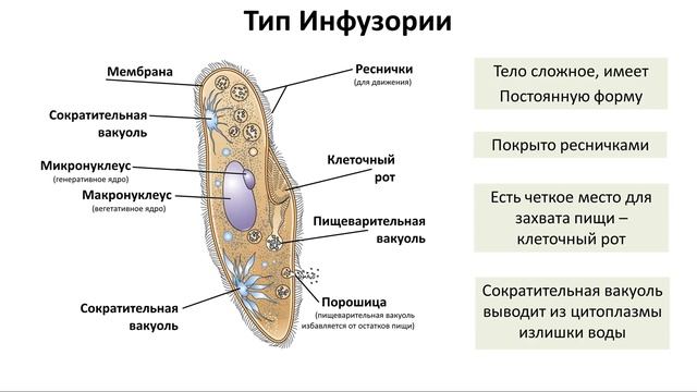 3. Простейшие (7 класс) - биология, подготовка к ЕГЭ и ОГЭ 2018 смотреть онлайн