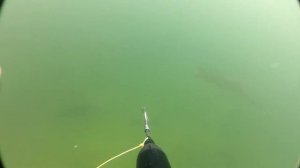 Ловля осетра в подмосковье Подводная охота