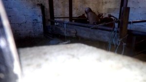 Обезроживания телят.