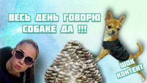 24 говорю собаке ДА
