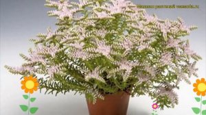 Очиток красивый Морская Звезда. Краткий обзор, описание характеристик sedum pulchellum Sea Star