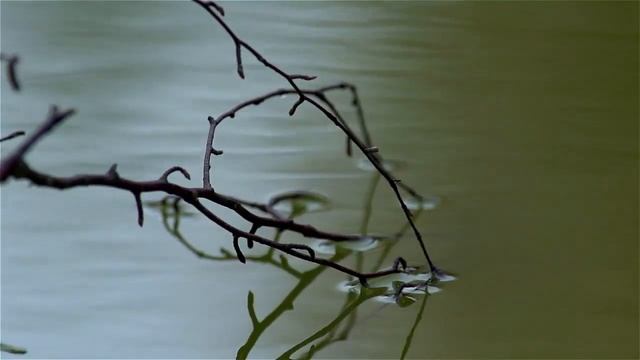 Юрий Никулин - Листья осыпаются в саду смотреть онлайн