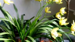 Цимбидиум полное цветение