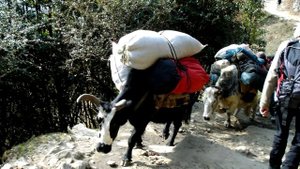 Самые необычные гибриды животных