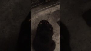 Кот помогает готовить !!!/ Жизнь Кота