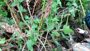 Осенняя прогулка.