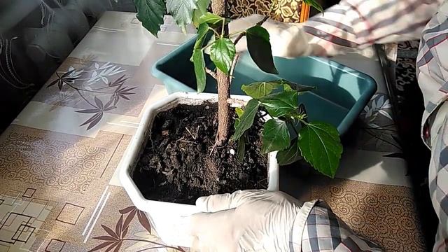 ГИБИСКУС ( китайская роза). Уход за растением в домашних условиях.