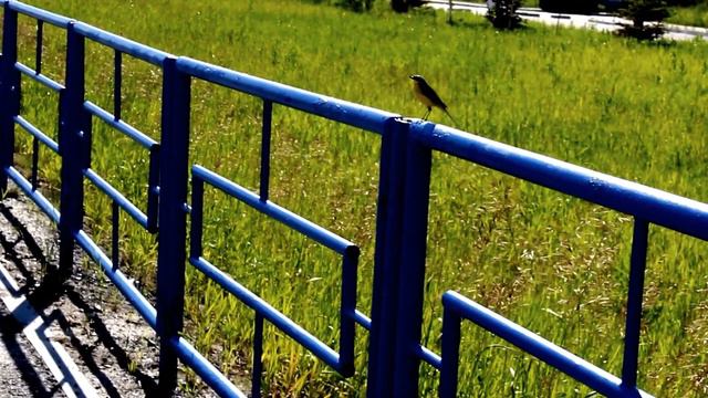 Жёлтая трясогузка смотреть онлайн