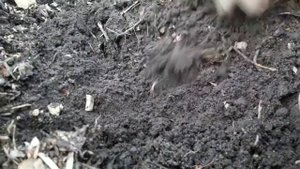 Выкопка экспериментального картофеля сорта киви и омоложенного белого и синеглазки