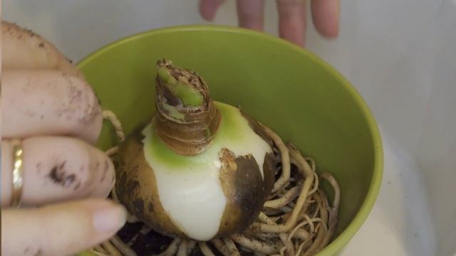 Гиппеаструм / Посадка луковицы #гиппеаструм #луковицагиппеаструма #зимниелуковичные #луковицапосадк смотреть онлайн