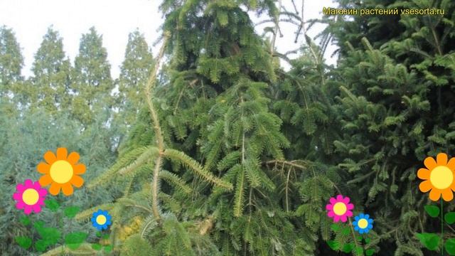 Пихта нордмана Пендула. Краткий обзор, описание характеристик abies nordmanniana Pendula