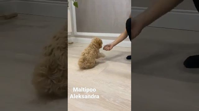 Мальтипу Ф1 очень умны,они с лёгкостью поддаются дрессировке и воспитанию смотреть онлайн