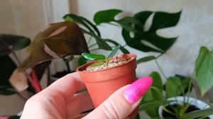 Комнатные растения.Тилландсия медуза цветет.  Алоказия Жаклин растет.