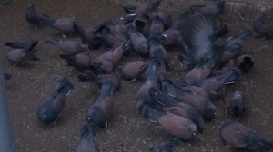 Николаевские голуби, питомник Алексеева Ю.А,(4)