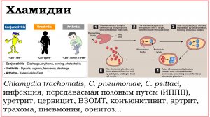 41. Клинически значимые бактерии рода Chlamydia