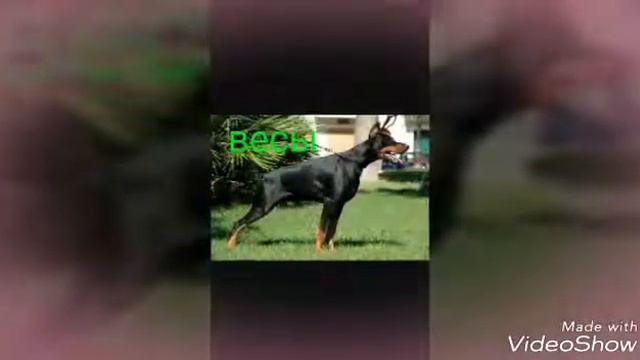 Собаки по знаку зодиака узнай какая парода тебе подхидит смотреть онлайн