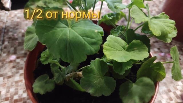 Пеларгония.Обрезка, подкормка, полив осенью. смотреть онлайн