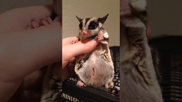 Sugar Glider Joeys In Pouch