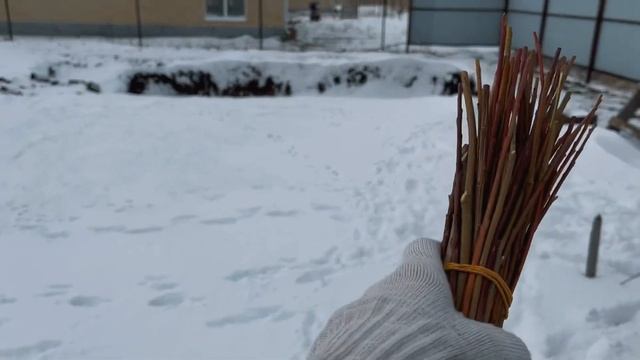 Ива. Первый урожай лозы, ? сплела дерево. Сорт ива американка гигантская. смотреть онлайн