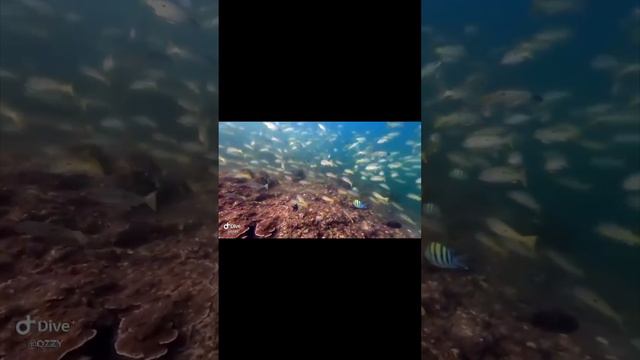 What I say underwater | surprise underwater #dubai #diving #fypシ #fujairah #uae #dubaiadventures