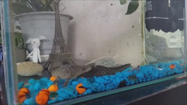 тритоны vs дождевой червь смотреть онлайн