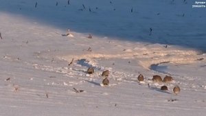 Куропатки на снегу (серая куропатка) || Partridges in the snow