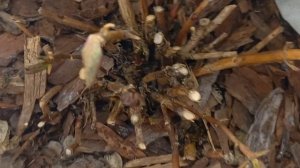 Как зимуют мои крупнолистные гортензии в горшках в неотапливаемой теплице.