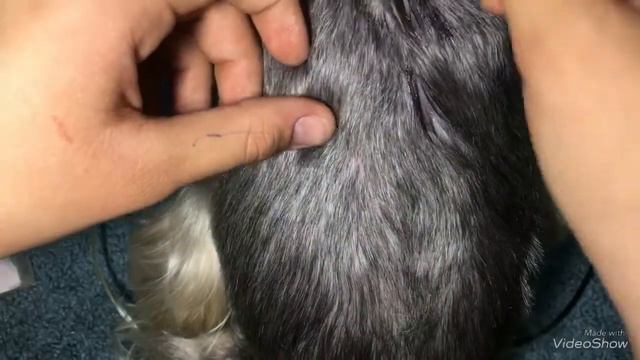 ПОКУПКИ ИЗ ЗООМАГАЗИНА//HAPPY PETS