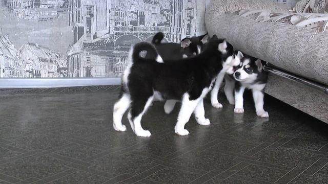 Веселые хасята