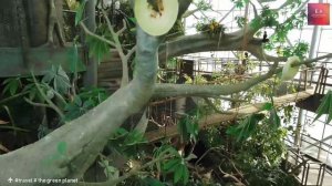 The Green Planet  #Dubai | Sloth | الكتبي | city walk Dubai