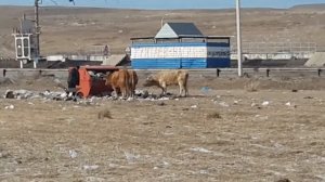 Аскиз превращается в жопу Хакасии