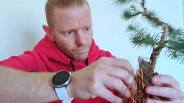 🌿¡Cuidado! Salva Las Raíces de las Plantas de Vivero - SOLUCIONADO ✅ смотреть онлайн