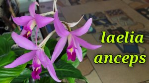 Laelia anceps. Нюансы ухода.