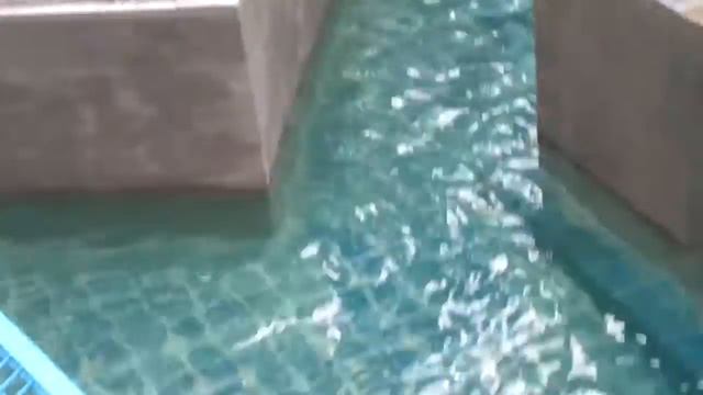 Шахриллобег-Мехруллобег Зоопарк Новосибирск 2017 смотреть онлайн