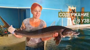 Содержание осетра в УЗВ. Акваферма Живой осетр