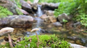 Mountain stream in the forest 4k HD, meditation, relaxation. 森の中の渓流 Горный ручей в лесу 4k HD ASMR