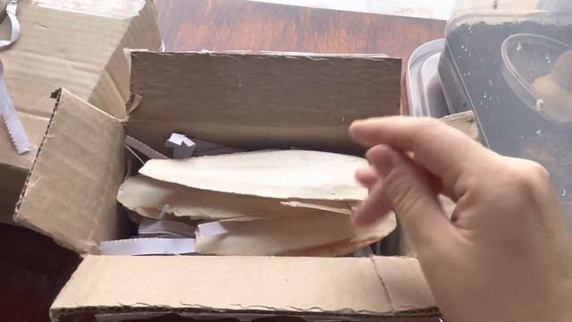 РАСПАКОВКА СЕПИИ | ЗАКАЗАЛА ПАНЦИРЬ КАРАКАТИЦЫ ДЛЯ УЛИТОК АХАТИН