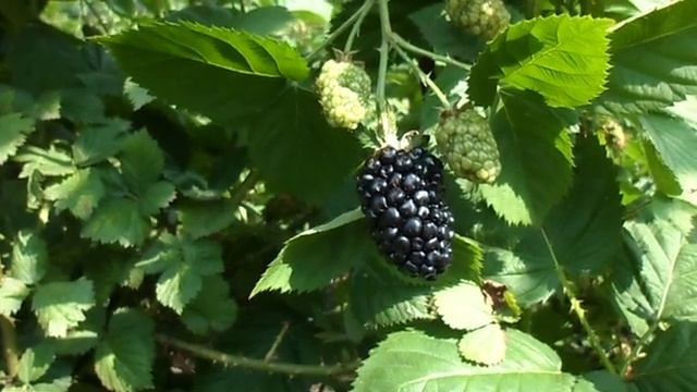 киова 2018 смотреть онлайн