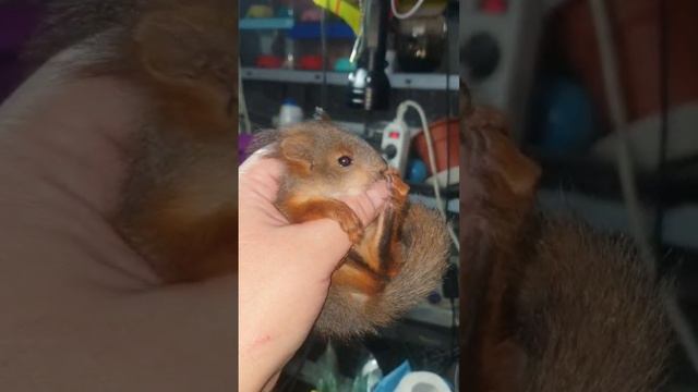 Спасенная белочка Мэрилин #белка #squirrel #animals #белочка #бельчонок #животные #спасение