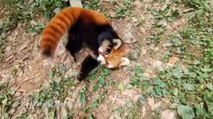 Красные панды похожи на щенков - Red Pandas Are Like Puppies #cute #redpanda